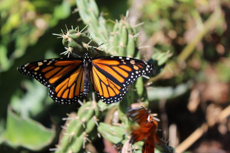 A newly emerged monarch butterfly dries its wings on the stem of a Cylindropuntia imbricata or Cane Cholla.  As the common name implies, this cactus from the deserts of northern Mexico (Durango, Zacatecas, San Luis Potosí), that can grow 10 feet or more in height, is sometimes used to fashion walking sticks or canes.  The cholla fruit is used medicinally to treat diabetes and coughs.  The fruit is also used in dye production.  A large cholla cactus is found on the LAEG hill slope adjoining the Baldwin Hall rear parking lot.