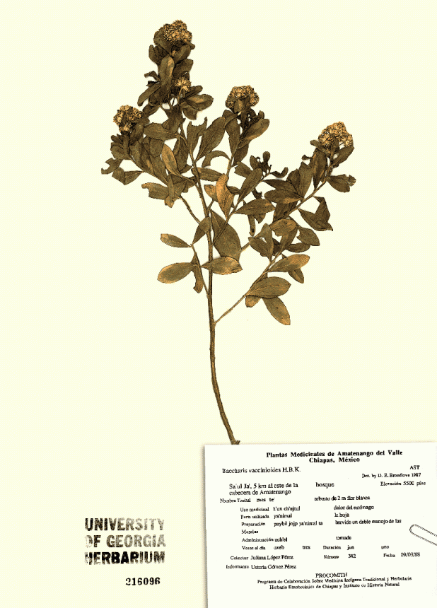 Baccharis vaccinioides H.B.K.