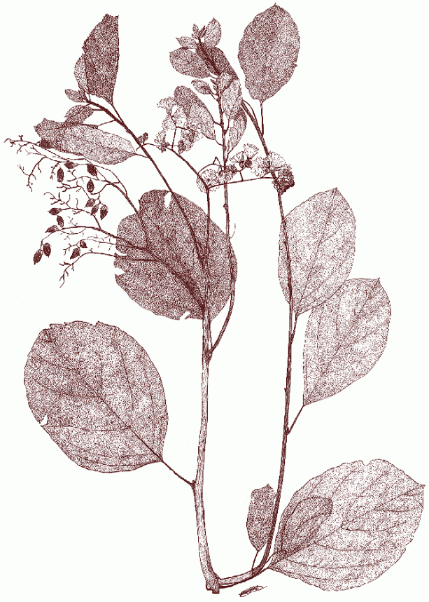 Cordia dentata  