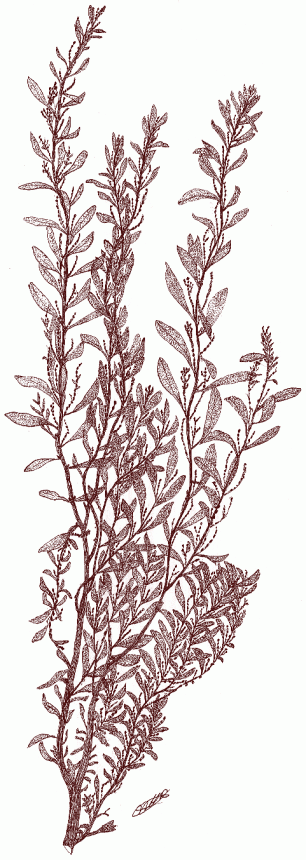 Chenopodium ambrosiaides L.   