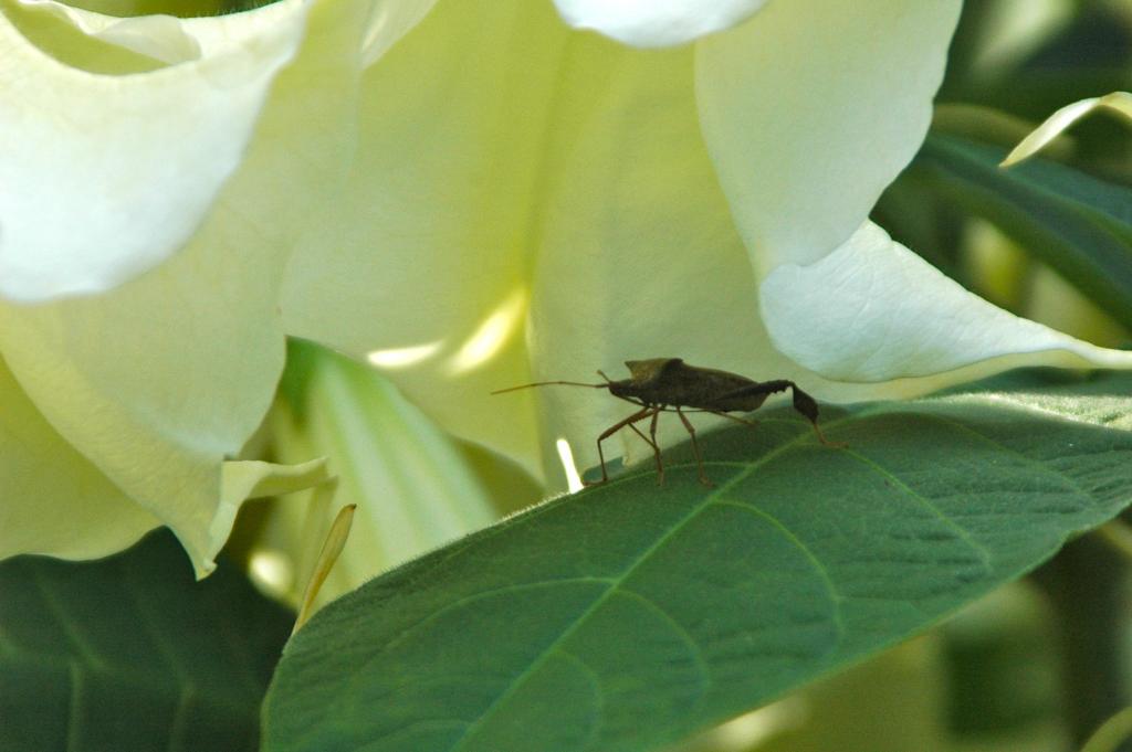 A leaf-footed bug surveys its surrounding while resting on a Brugmansia x candida (angel trumpet) leaf in the shade of its enormous flowers.  Brugmansia species have long been used medicinally by indigenous peoples throughout their native Andean range in South America.  While the plant is used topically for muscle pain and healers have used it in divination thanks to its psychoactive compounds, all parts of the plant are highly toxic like many other plants in the nightshade family.