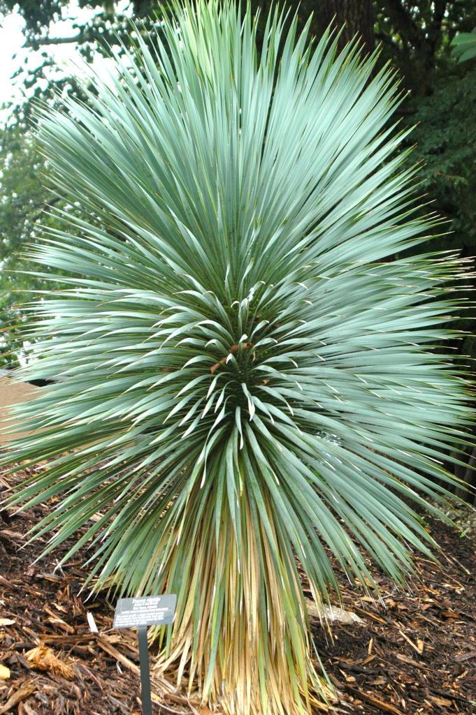 A Mexican Yucca species thrives on the LAE Garden hill slope.