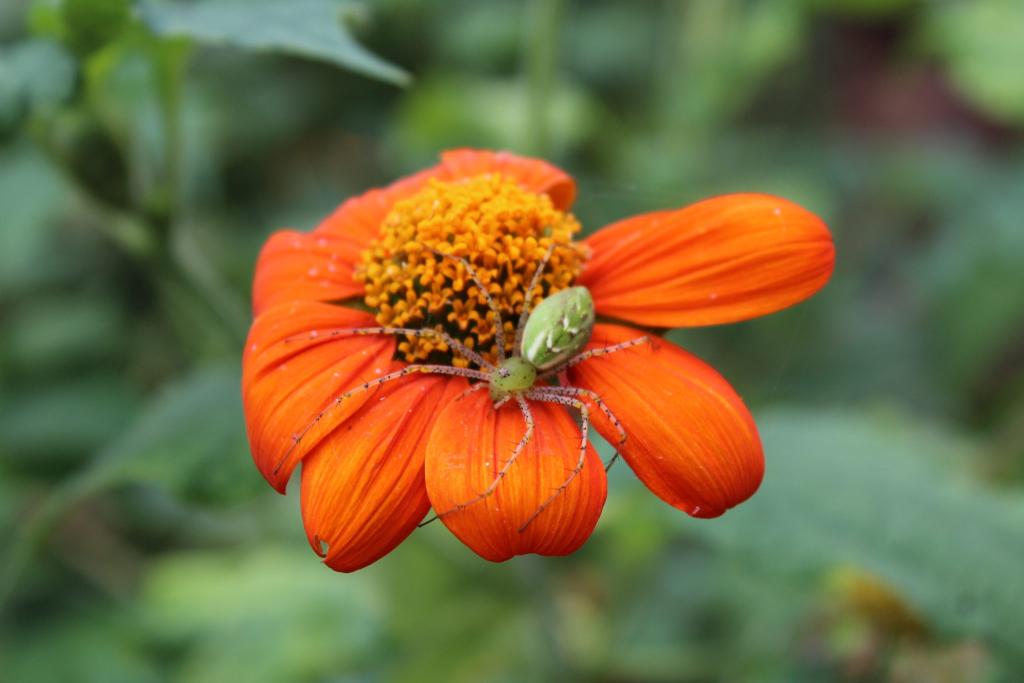 A common and beneficial garden spider, this is a Green Lynx Spider resting on a Tithonia bloom.
