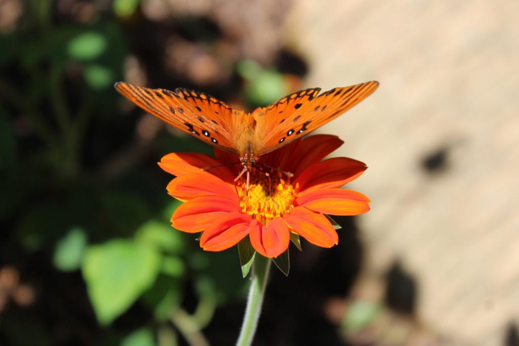 A Gulf fritillary butterfly feasts on nectar from a Tithonia rotundifolia (Mexican Sunflower) bloom in the LAEG.  Native to Mexico and Central America, in North Georgia this plant grows as an annual.  Both Tithonia rotundifolia and T. diversifolia have been studies for their antimicrobial activity against bacterial and fungal species.