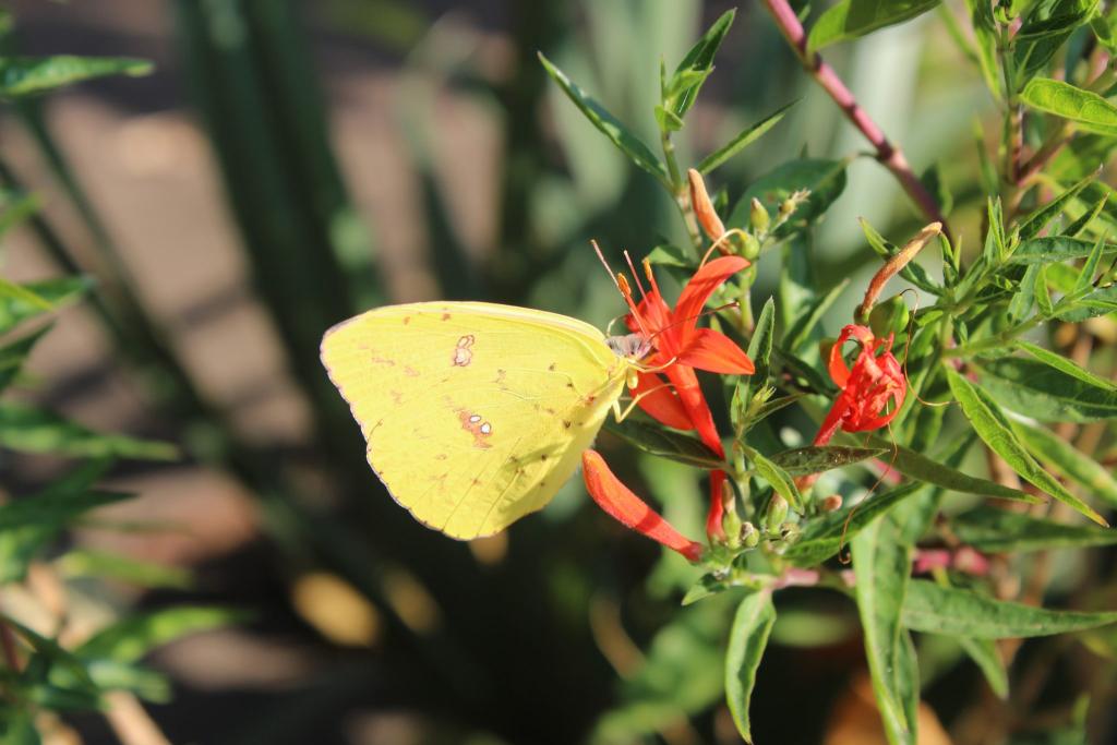 Here, a cloudless sulphur butterfly probes the nectar-rich flowers of Anisacanthus quadrifidus var. wrightii.  Known as both Mexican flame and hummingbird bush, the plant is frequented by butterflies and hummingbirds throughout the summer and fall.  Native to south-central Texas into adjacent northern Mexico, the plant is a reliably drought-tolerant perennial mostly grown as an ornamental.