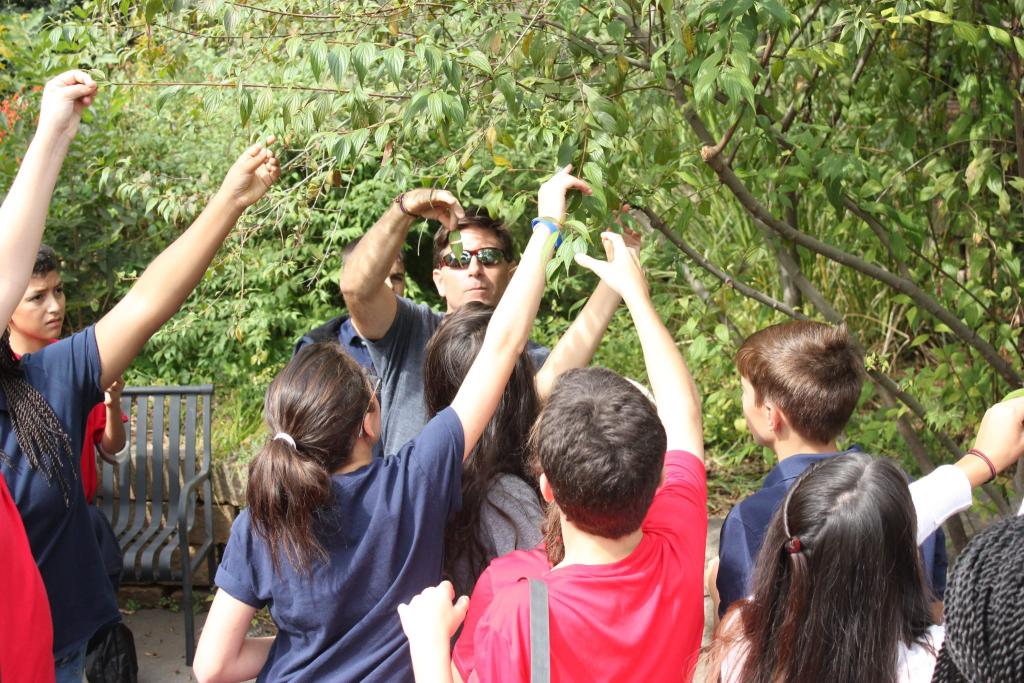 LACSI associate director and LAEG Manager Paul Duncan demonstrates the “Cornus test” to middle school students visiting the garden.  The elastic veins of Cornus (dogwood) tree species leaves, allowing one to separate portions of the leaves while they stay attached, is a fun tool to identify species of this genus.  This is Cornus excelsa, a highland Chiapas species used by the Maya for tool handles and fence posts.  The leaves are used medicinally to treat head lice.