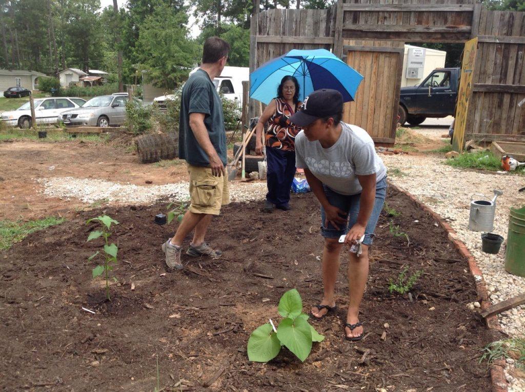 Planting Hoja Santa (Piper auritum) and other ethnobotanical plants at Pinewoods Community Garden.