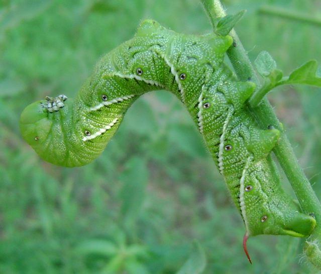 Tobacco/Tomato Horn Worm Caterpillar, a 4 inch long tomato leaf eating machine that sniffed out and defoliated one of our tomatillo plants.
